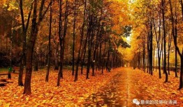 秋天妈妈要努力最新爆料,揭秘努力背后的故事