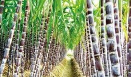 郑州甘蔗爆料事件视频最新,揭露背后惊人真相