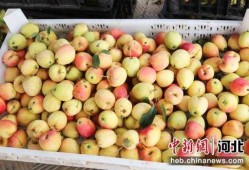 石家庄水果最新爆料